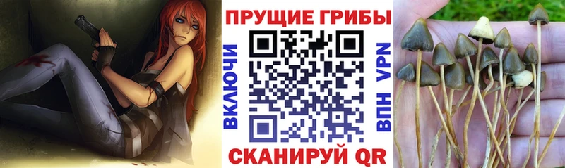 Псилоцибиновые грибы GOLDEN TEACHER  Купить закладки  Канаш 